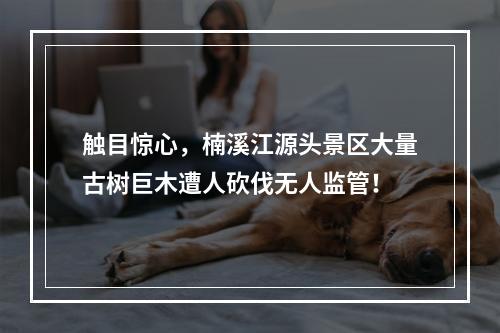 触目惊心，楠溪江源头景区大量古树巨木遭人砍伐无人监管！