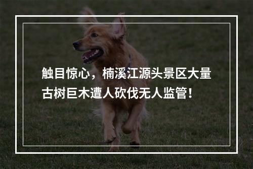 触目惊心，楠溪江源头景区大量古树巨木遭人砍伐无人监管！