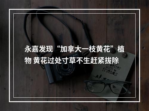 永嘉发现“加拿大一枝黄花”植物 黄花过处寸草不生赶紧拔除