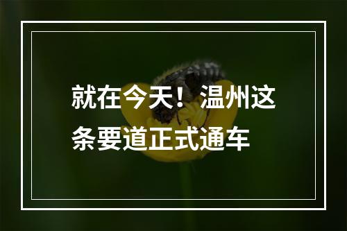 就在今天！温州这条要道正式通车