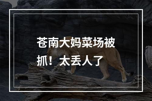 苍南大妈菜场被抓！太丢人了