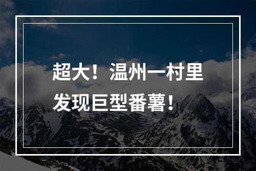 超大！温州一村里发现巨型番薯！