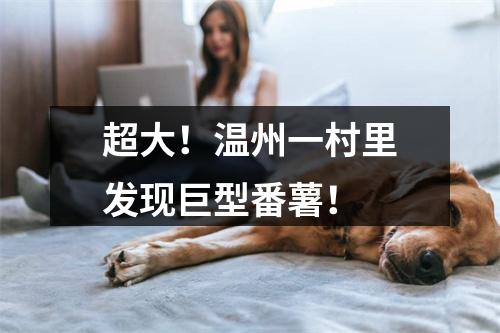 超大！温州一村里发现巨型番薯！