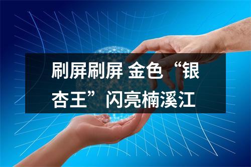 刷屏刷屏 金色“银杏王”闪亮楠溪江