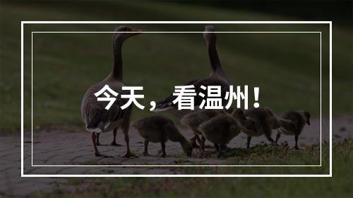 今天，看温州！