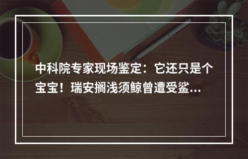中科院专家现场鉴定：它还只是个宝宝！瑞安搁浅须鲸曾遭受鲨鱼攻击