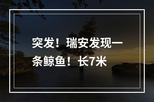 突发！瑞安发现一条鲸鱼！长7米
