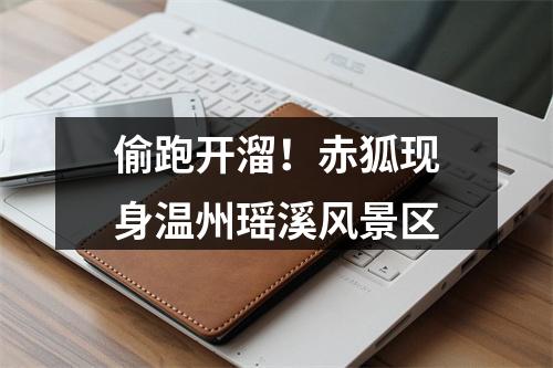 偷跑开溜！赤狐现身温州瑶溪风景区