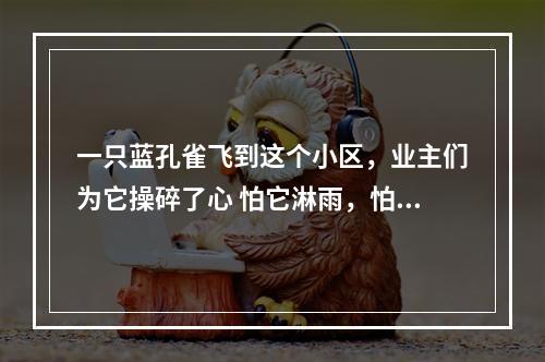 一只蓝孔雀飞到这个小区，业主们为它操碎了心 怕它淋雨，怕它累了饿了，还怕它不会...