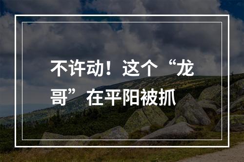不许动！这个“龙哥”在平阳被抓