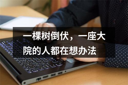 一棵树倒伏，一座大院的人都在想办法
