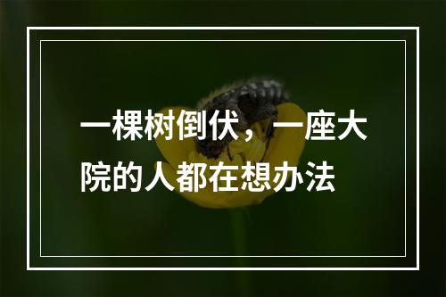 一棵树倒伏，一座大院的人都在想办法