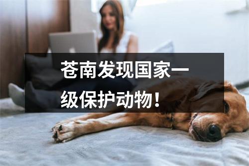 苍南发现国家一级保护动物！