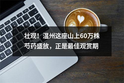 壮观！温州这座山上60万株芍药盛放，正是最佳观赏期