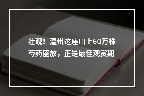 壮观！温州这座山上60万株芍药盛放，正是最佳观赏期
