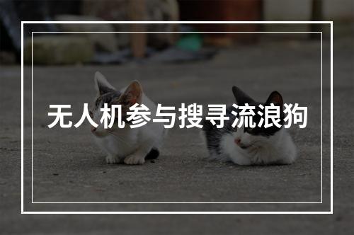 无人机参与搜寻流浪狗