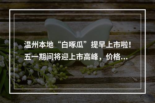 温州本地“白啄瓜”提早上市啦！五一期间将迎上市高峰，价格更实惠