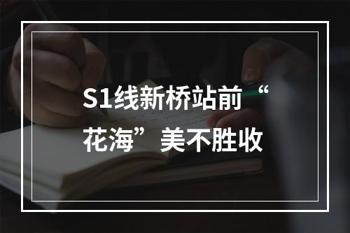 S1线新桥站前“花海”美不胜收