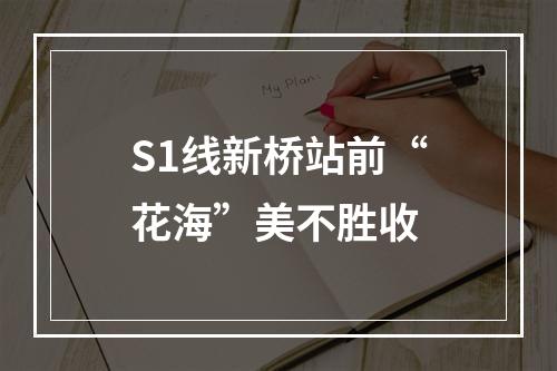 S1线新桥站前“花海”美不胜收
