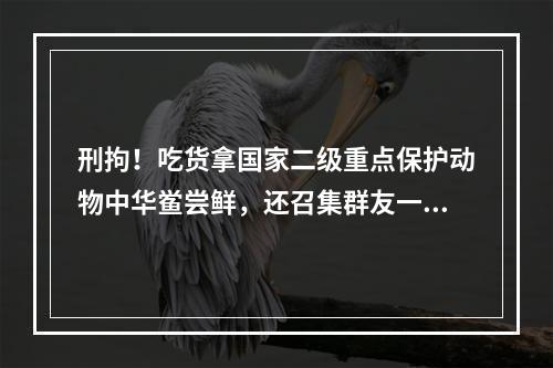 刑拘！吃货拿国家二级重点保护动物中华鲎尝鲜，还召集群友一起品尝