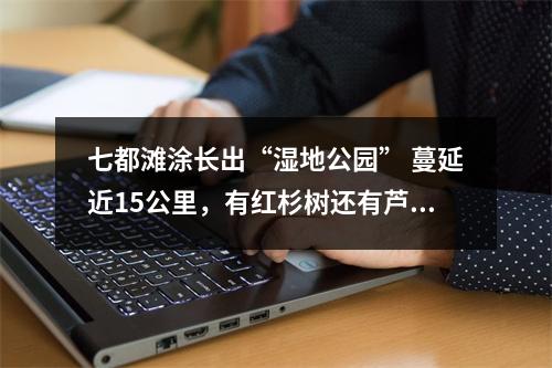 七都滩涂长出“湿地公园” 蔓延近15公里，有红杉树还有芦苇荡