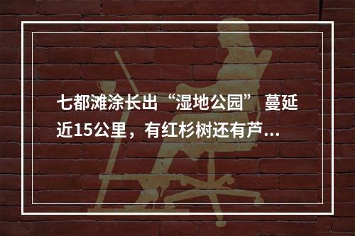七都滩涂长出“湿地公园” 蔓延近15公里，有红杉树还有芦苇荡