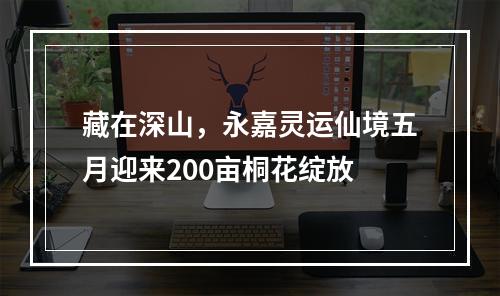 藏在深山，永嘉灵运仙境五月迎来200亩桐花绽放