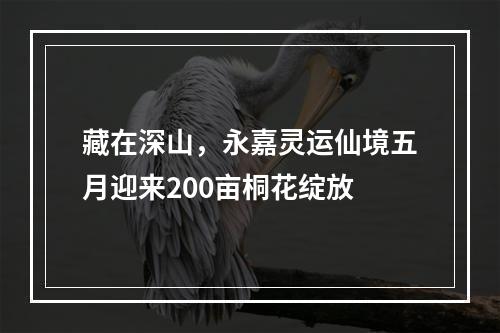 藏在深山，永嘉灵运仙境五月迎来200亩桐花绽放