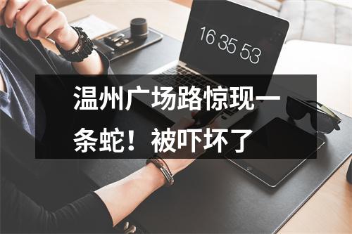 温州广场路惊现一条蛇！被吓坏了