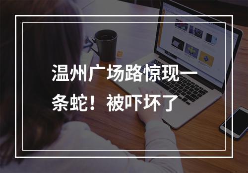 温州广场路惊现一条蛇！被吓坏了