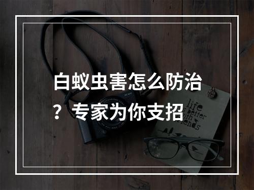 白蚁虫害怎么防治？专家为你支招