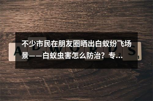 不少市民在朋友圈晒出白蚁纷飞场景——白蚁虫害怎么防治？专家为你支招