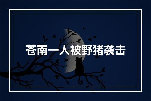 苍南一人被野猪袭击