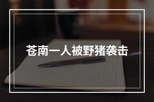 苍南一人被野猪袭击