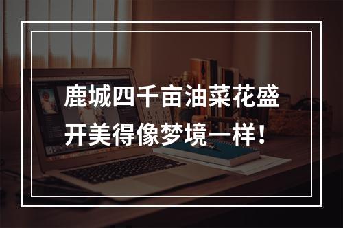 鹿城四千亩油菜花盛开美得像梦境一样！