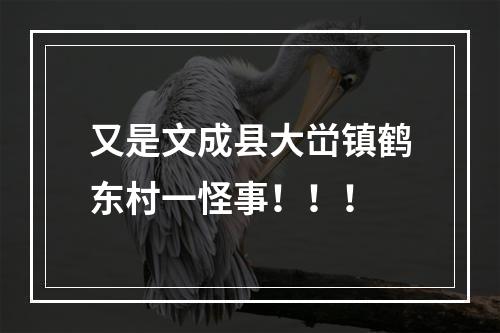 又是文成县大峃镇鹤东村一怪事！！！