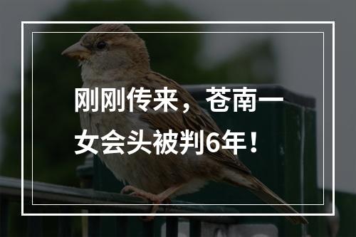 刚刚传来，苍南一女会头被判6年！
