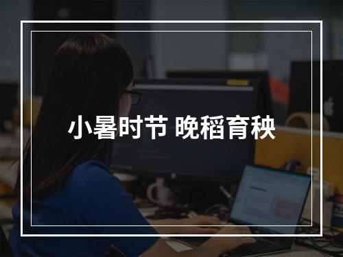 小暑时节 晚稻育秧