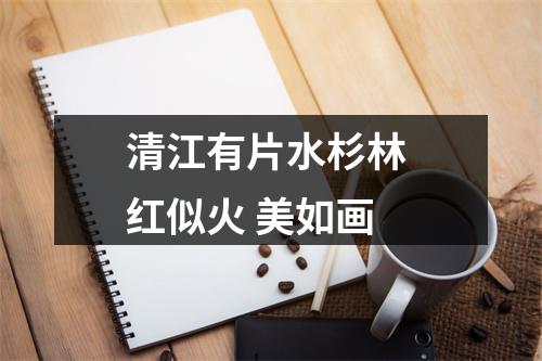 清江有片水杉林 红似火 美如画
