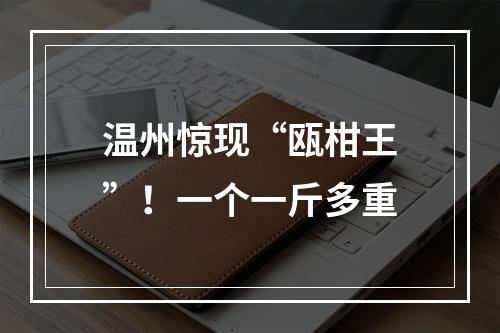 温州惊现“瓯柑王”！一个一斤多重