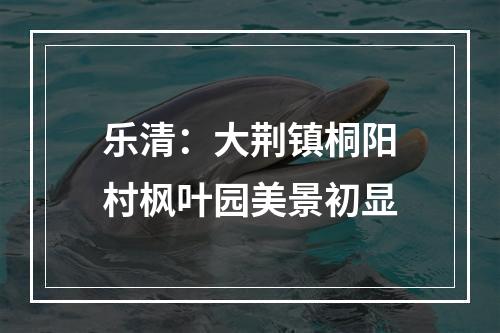 乐清：大荆镇桐阳村枫叶园美景初显