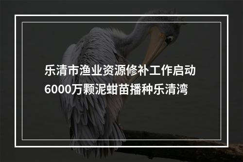 乐清市渔业资源修补工作启动 6000万颗泥蚶苗播种乐清湾