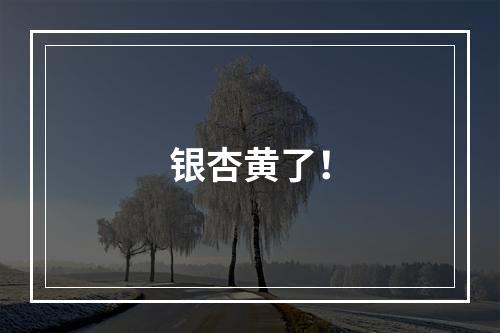 银杏黄了！