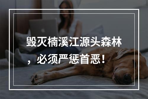 毁灭楠溪江源头森林，必须严惩首恶！
