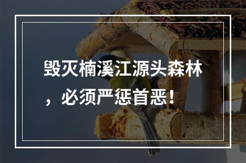 毁灭楠溪江源头森林，必须严惩首恶！