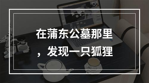 在蒲东公墓那里，发现一只狐狸