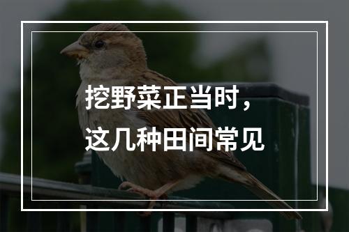 挖野菜正当时，这几种田间常见