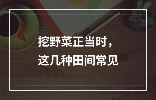 挖野菜正当时，这几种田间常见