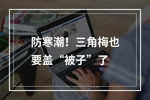 防寒潮！三角梅也要盖“被子”了