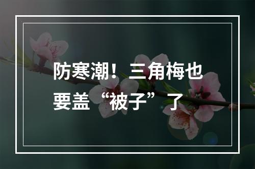 防寒潮！三角梅也要盖“被子”了